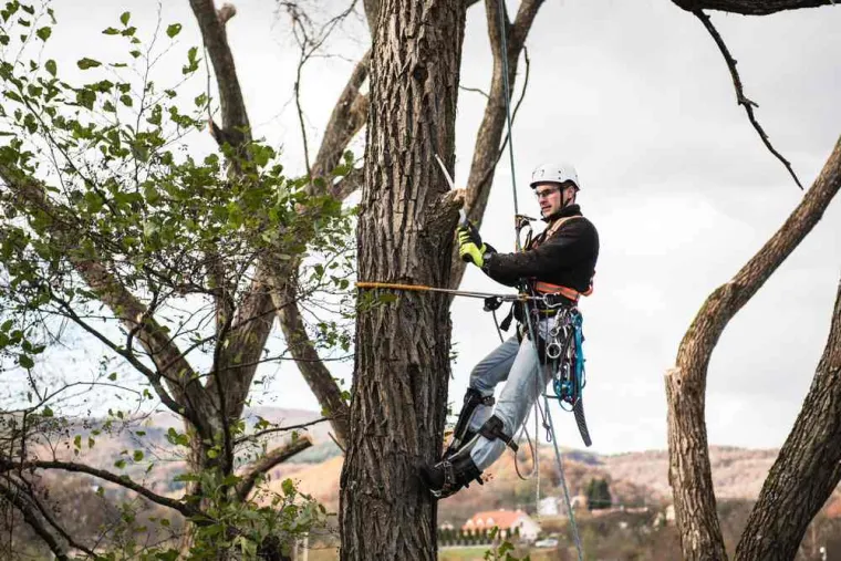 Élagage arbre 15m, Golfe de Saint-Tropez, VPServices