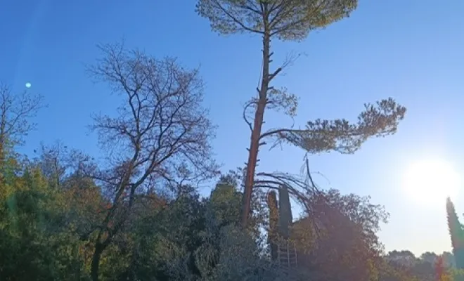 Abattage d'un pin d'alep , Golfe de Saint-Tropez, VPServices