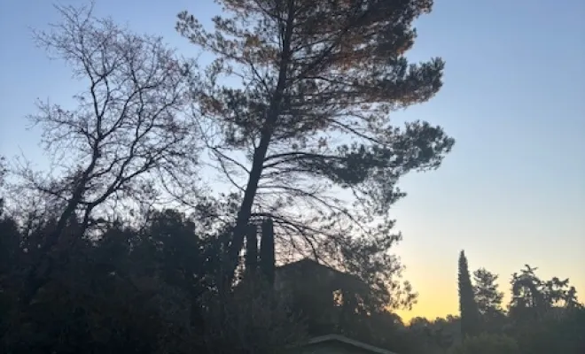 Abattage d'un pin d'alep , Golfe de Saint-Tropez, VPServices