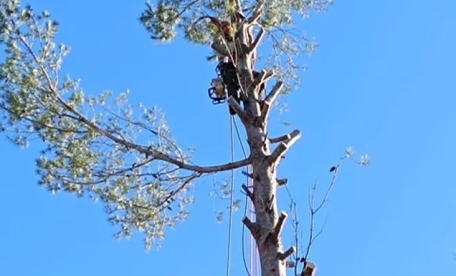 Elagage et abattage d'un pin d'alep , Golfe de Saint-Tropez, VPServices
